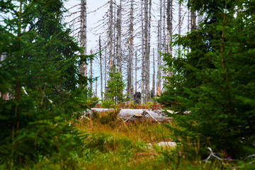 Natural forest regeneration without human intervention in national park Sumava (Bohemian Forest)...