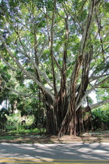 Majestic Banyan Tree 