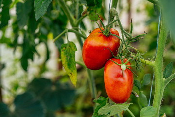 Ready red tomatoes at greenhouse, closeup