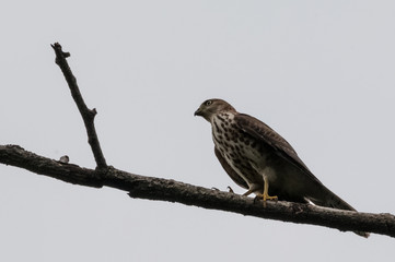 Raptor Bird Shikra sitting on the perch of tree
