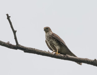 Raptor Bird Shikra sitting on the perch of tree