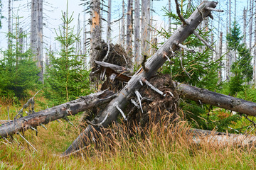 Natural forest regeneration without human intervention in national park Sumava (Bohemian Forest) near Polednik mount. Forest was destroyed in storm Kyrill and attacking by bark beetle, Czech Republic