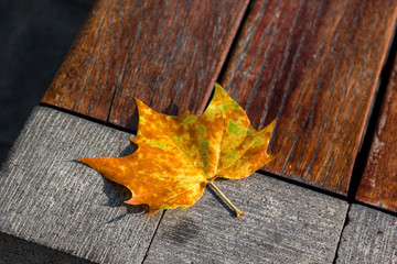 autumn leaves on wooden background