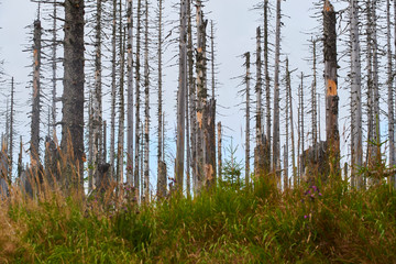 Natural forest regeneration without human intervention in national park Sumava (Bohemian Forest)...