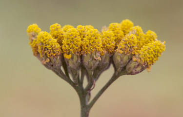 Achillea ageratum Mace, Sweet-nancy plant of the Compositae family with small yellow flowers