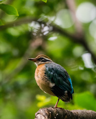 India Pitta bird sitting on the perch of tree with laving green background. The Bird have 9 different colors.