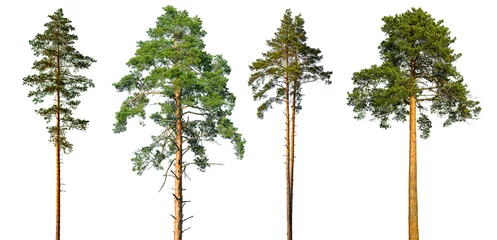 Gordijnen Set of tall pine trees isolated on a white background. © serjiob74