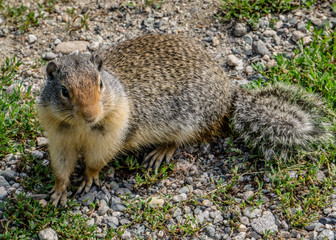 Ground hogs