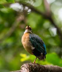 India Pitta bird sitting on the perch of tree with laving green background. The Bird have 9 different colors.