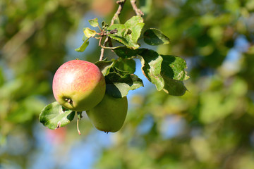 Apples hanging from a tree branch, apples in the orchard.