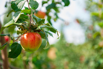 Apple tree with apples, organic natural fruits in a garden, harvest concept