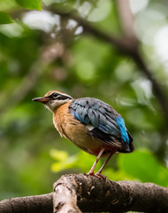 India Pitta bird sitting on the perch of tree with laving green background. The Bird have 9 different colors.