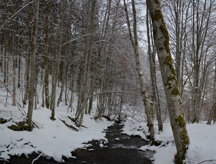 a creek in the woods in winter