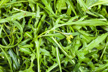 many fresh green leaves of Arugula herb close-up