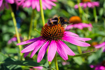 Bumblebee on flower Echinacea purpurea. Flower fields of medicinal plants. Insect closeup.