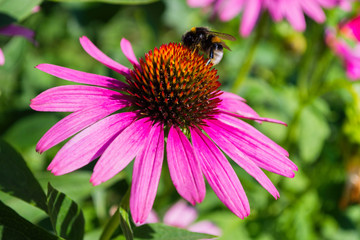 Bumblebee on flower Echinacea purpurea. Flower fields of medicinal plants. Insect closeup.