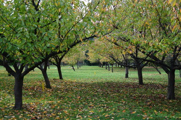 Naklejka premium Rows with trees with green and yellow leaves in an orchard in an autumn day
