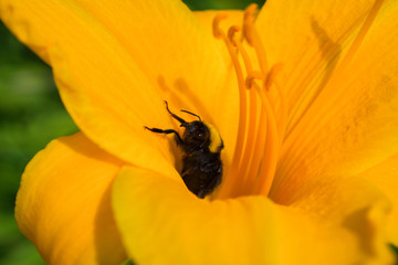 Bumblebee and orange daylily flower. Bumblebee collects nectar on a daylily flower. Bumblebee playing hide and seek. Close-up view.