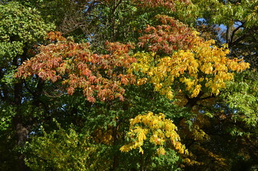Fototapeta na wymiar Yellow and green leaves in a tree in a forest in a sunny autumn day