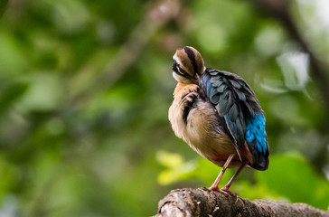India Pitta bird sitting on the perch of tree with laving green background. The Bird have 9 different colors.