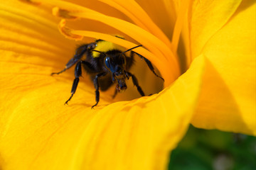 Bumblebee and orange daylily flower. Bumblebee collects nectar on a daylily flower. Bumblebee playing hide and seek. Close-up view.
