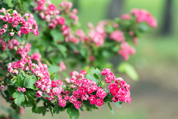 Hawthorn tree branch cowered with pink blossoms