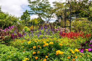 久住高原夏の花