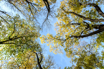 Colourful yellow and green leaves and trees branches viewed from below towards blu sky in a forest in a sunny autumn day