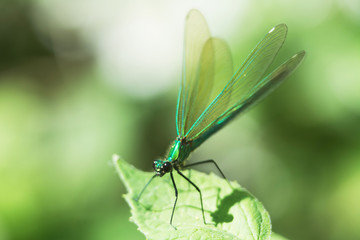 Macro of beautiful green dragonfly standing on a leaf with slightly spread wings