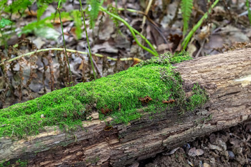 Green moss on the trunk of a rotten tree
