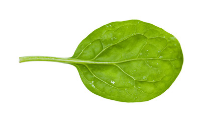 back side of green leaf of young spinach isolated