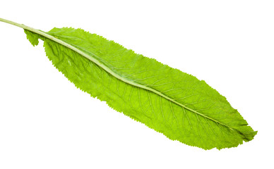 back side of fresh green leaf of horseradish plant