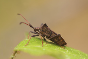 Coreus marginatus the duck bug common large bug on plants near streams