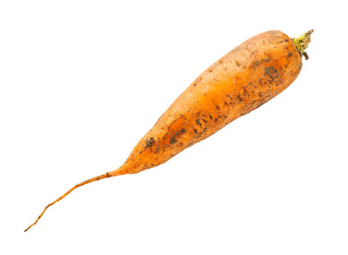 dirty organic garden carrot isolated on white