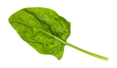 fresh leaf of spinach herb isolated on white