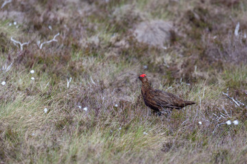 Red Grouse (Lagopus lagopus) on the moor at Lochindorb