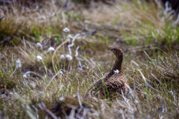 Female Red Grouse (lagopus lagopus scotica)
