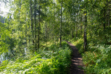 Fototapeta na wymiar path in the park on a summer day