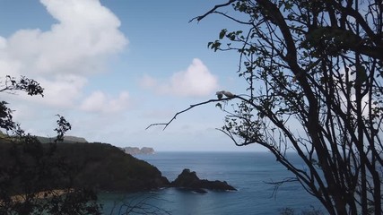 Fernando de Noronha Island, a UNESCO World Heritage site, Pernambuco, Brazil - July, 2019 - Beautiful 4k footage at Sancho Beach with cute white bird couple playing on the tree.
