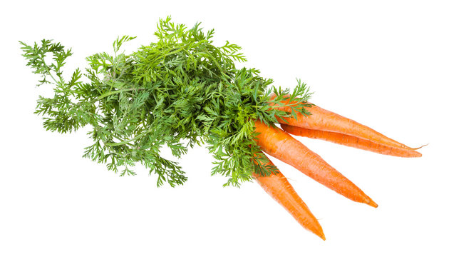 bunch of fresh organic garden carrot with greens