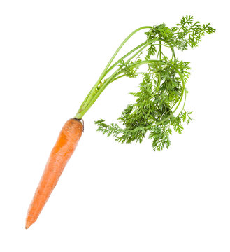 single fresh organic garden carrot with greens