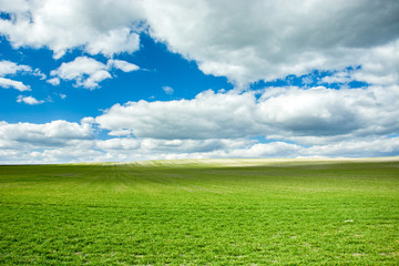 Fototapeta premium Big green field, clouds on blue sky
