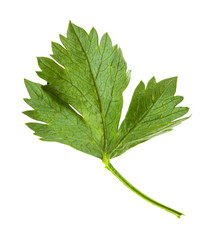 green leaf of celeriac (celery) plant isolated