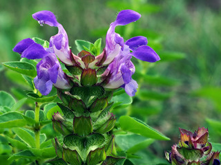 Bl&uuml;hende Braunelle