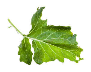 green leaf of kohlrabi plant isolated on white