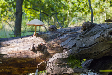 poisonous mushroom growing from log