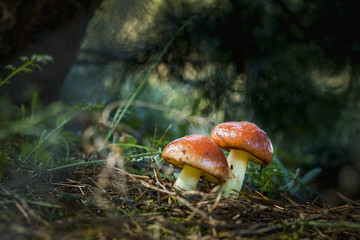two mushrooms grows in dark sunlight