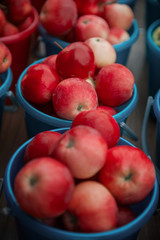 A bucket of freshly picked organic apples. Harvest concept