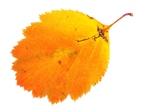 Orange Fallen Leaf Of Hawthorn Tree Isolated