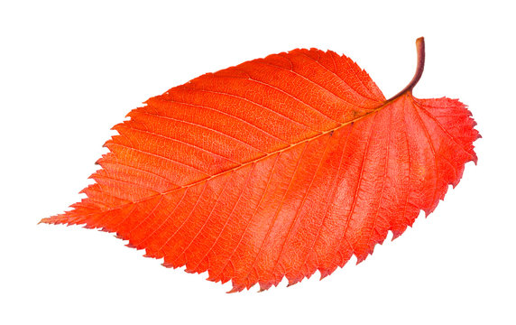 red fallen leaf of elm tree isolated on white